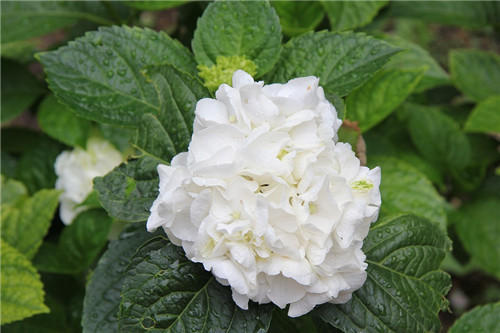 聊聊醫(yī)療器械臨床評價!同品種途徑臨床評價的重難點分析(圖3) 聊聊醫(yī)療器械臨床評價!同品種途徑臨床評價的重難點分析(圖3)