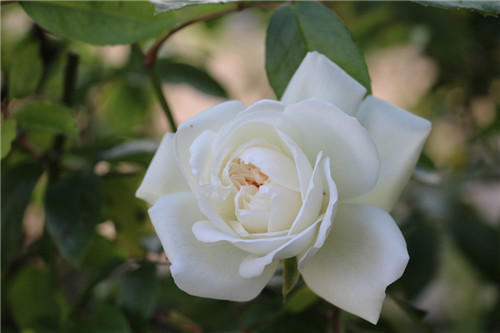 聊聊醫(yī)療器械臨床評價!同品種途徑臨床評價的重難點分析(圖4) 聊聊醫(yī)療器械臨床評價!同品種途徑臨床評價的重難點分析(圖4)