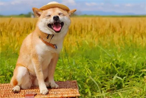 「CRA壓力調解」如何才能緩解工作上積累的壓力?(圖4) 「CRA壓力調解」如何才能緩解工作上積累的壓力?(圖4)